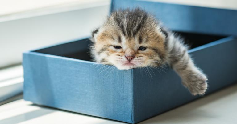 Petit chat en dormant dans une bac à litière