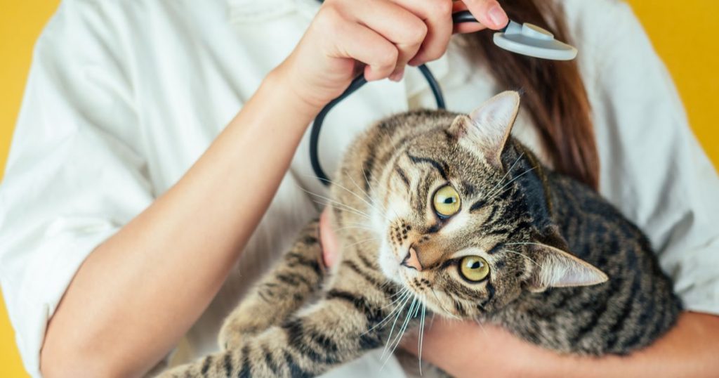 Castración y aumento peso en gatos
