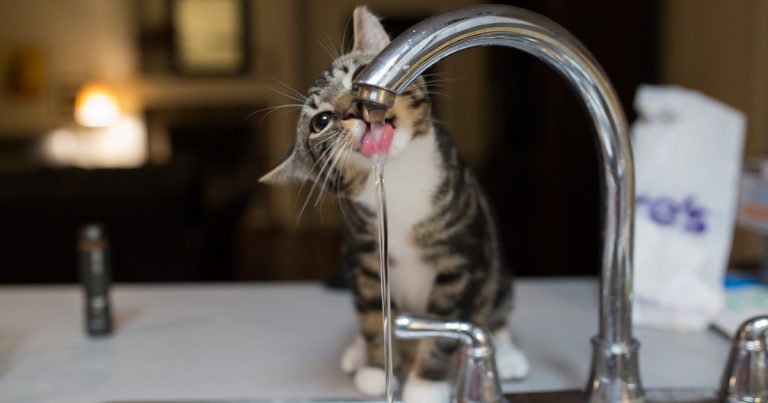 chat boive plus d’eau